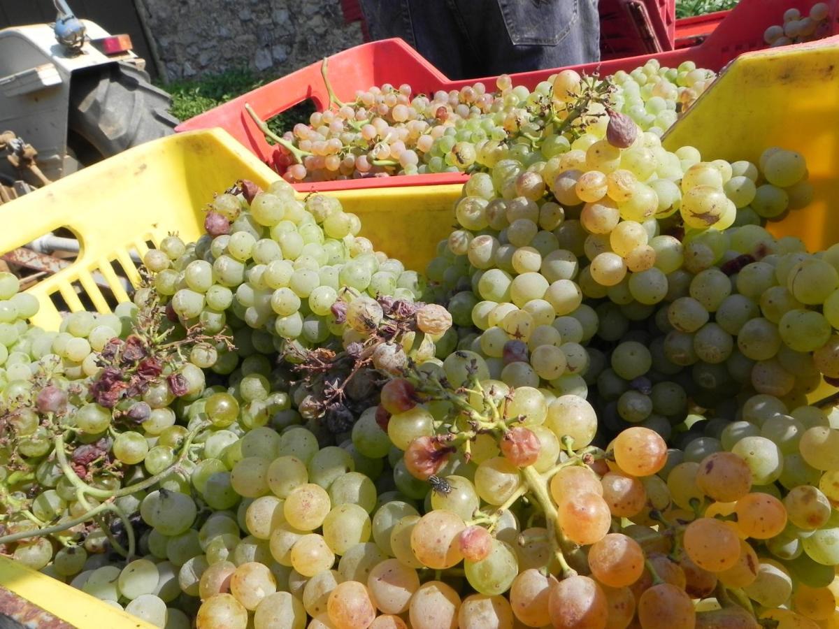 Agriturismo Il Cuscino Nel Pagliaio Campiglia Marittima Luaran gambar